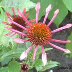 Echinacea purpurea 'Sunset' - 