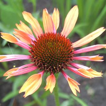 Echinacea purpurea 'Sundown'