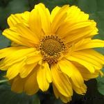 Heliopsis helianthoides var. scabra 'Ballerina' - 