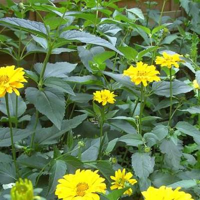 Heliopsis helianthoides var. scabra 'Ballerina' - 