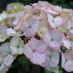 Hydrangea serrata 'Preziosa' - 