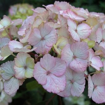 Hydrangea serrata 'Preziosa'