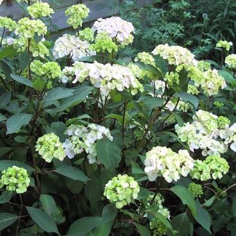 Hydrangea serrata 'Preziosa'