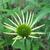 Echinacea purpurea 'White Swan'