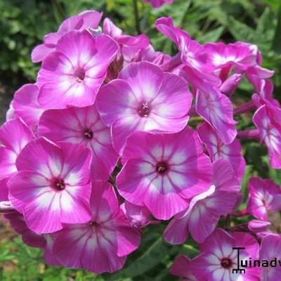 Phlox paniculata 'Pixie Miracle Grace' - 