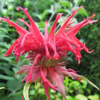 Monarda 'Squaw'