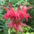 Monarda 'Squaw'