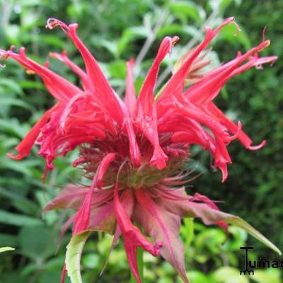 Monarda 'Squaw' - Monarda 'Squaw'