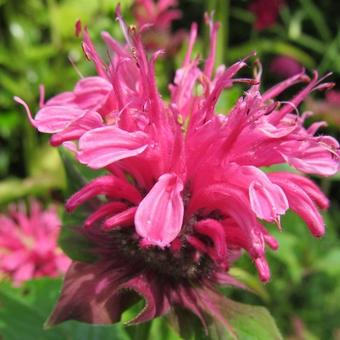 Monarda didyma 'Pink Lace'