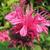 Monarda didyma 'Pink Lace'