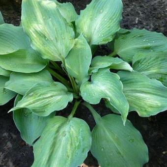 Hosta 'Grey Ghost'