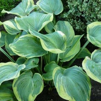 Hosta 'Earth Angel'