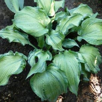 Hosta 'Guardian Angel'