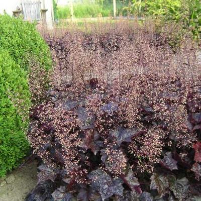 Heuchera 'Blackout' - Heuchera 'Blackout'