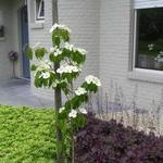 Cornus kousa 'Teutonia' - 