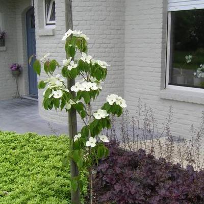 Cornus kousa 'Teutonia' - 