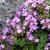 Thymus 'Doone Valley'