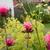 Monarda didyma 'Pink Lace'