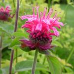 Monarda didyma 'Pink Lace' - Monarda didyma 'Pink Lace'