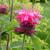 Monarda didyma 'Pink Lace'