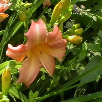 Hemerocallis 'Luxury Lace'