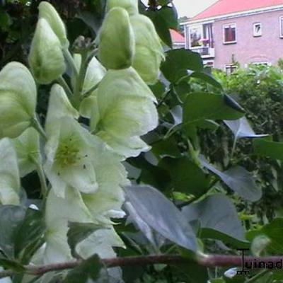 Hahnenfussblättriger Eisenhut - Aconitum lamarckii