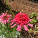 Echinacea purpurea 'Gum Drop' - 