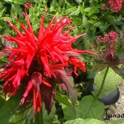 Monarda 'Mahogany'