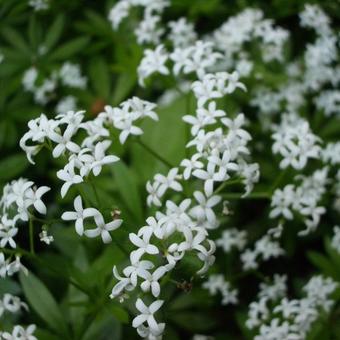 Galium odoratum