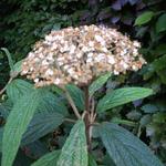 Runzelblättriger Schneeball - Viburnum rhytidophyllum