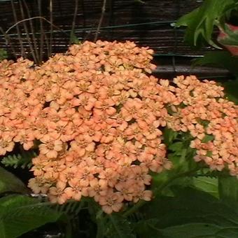 Achillea millefolium 'Terracotta'