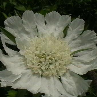 Scabiosa caucasica 'Alba'