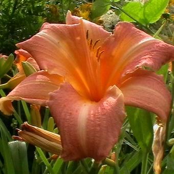 Hemerocallis 'Luxury Lace'