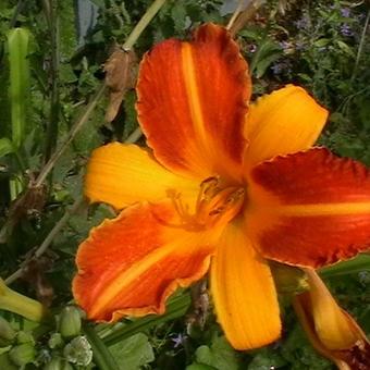 Hemerocallis 'Frans Hals'