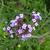 Verbena bonariensis 'Lollipop'