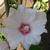 Lavatera x clementii 'Blushing Bride'