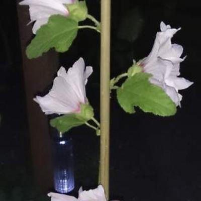 Lavatera x clementii 'Blushing Bride' - Lavatera x clementii 'Blushing Bride'