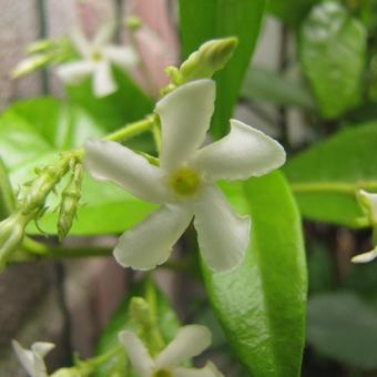 Trachelospermum jasminoides