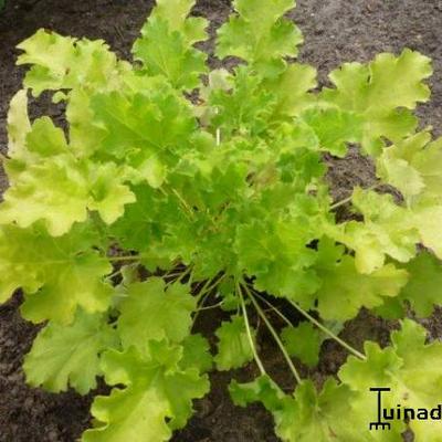 Heuchera 'Lime Rickey'