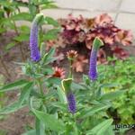 Veronica spicata 'Christa' - 