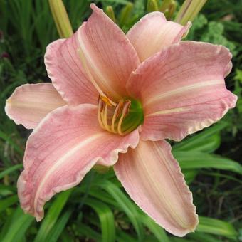 Hemerocallis 'Childrens Festival'