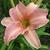 Hemerocallis 'Childrens Festival'