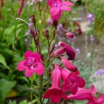 Penstemon 'Andenken an Friedrich Hahn'