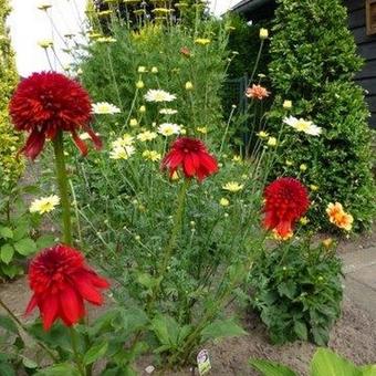 Echinacea purpurea 'Eccentric'