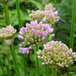 Allium senescens  subsp. montanum - Allium senescens montanum - Allium senescens  subsp. montanum