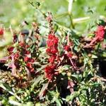 Chenopodium capitatum - épinard en têtes