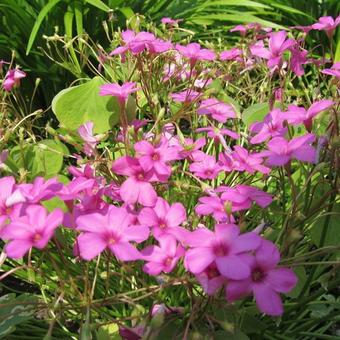 Oxalis acetosella 'Rosea'