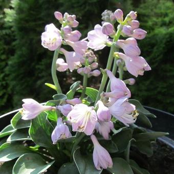 Hosta 'Blue Mouse Ears'