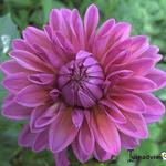 Dahlia 'Lucky Number' - 