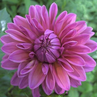 Dahlia 'Lucky Number'